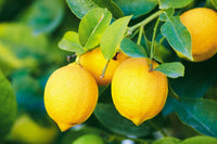 The Sniffer  Thyme Lemon
